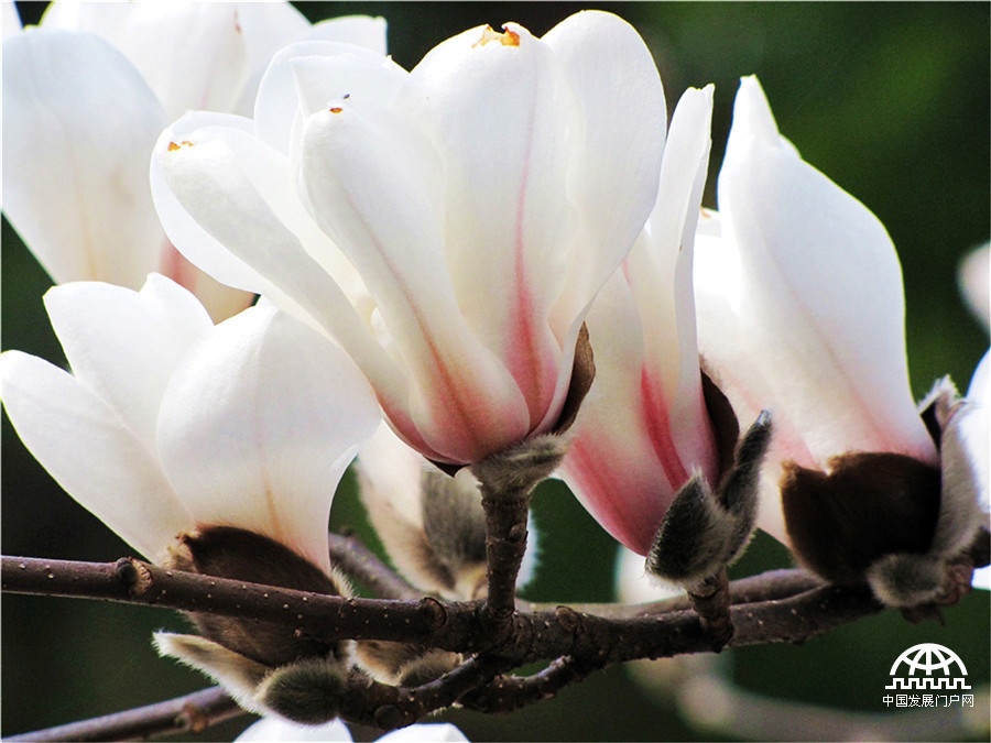 望春玉兰花，黄山早春一道风景线