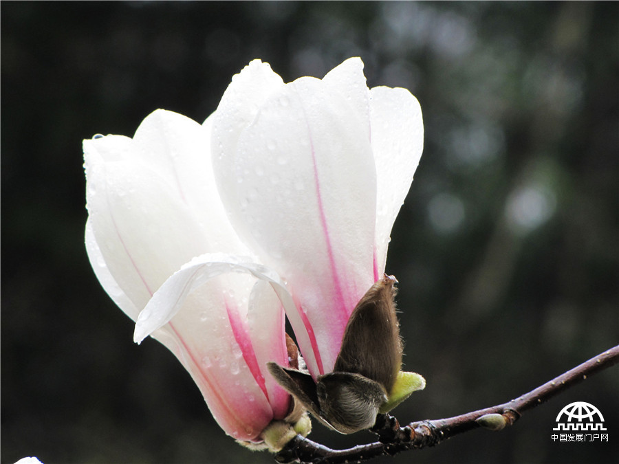 望春玉兰花，黄山早春一道风景线