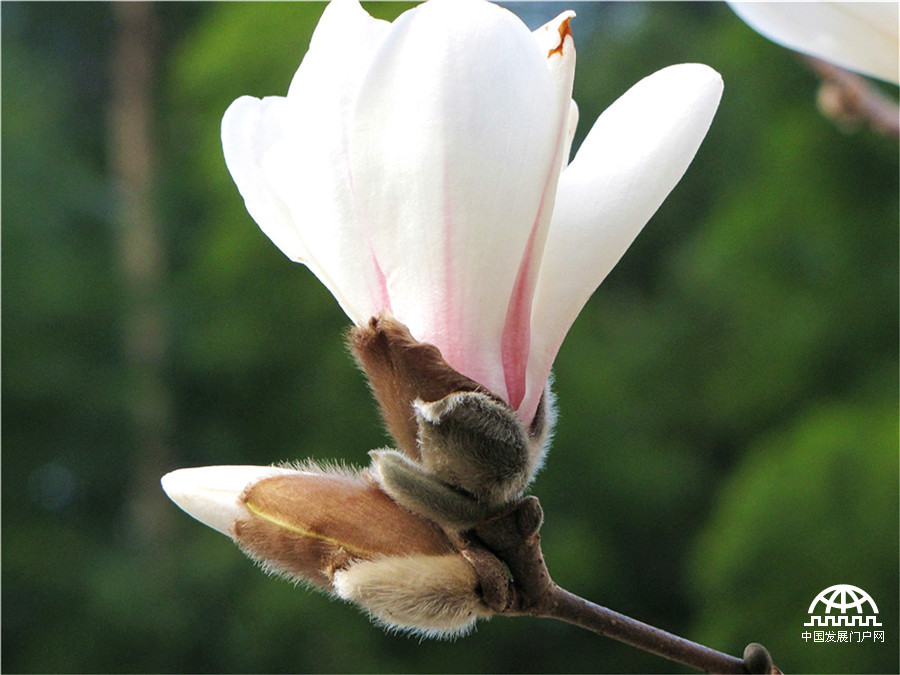 望春玉兰花，黄山早春一道风景线