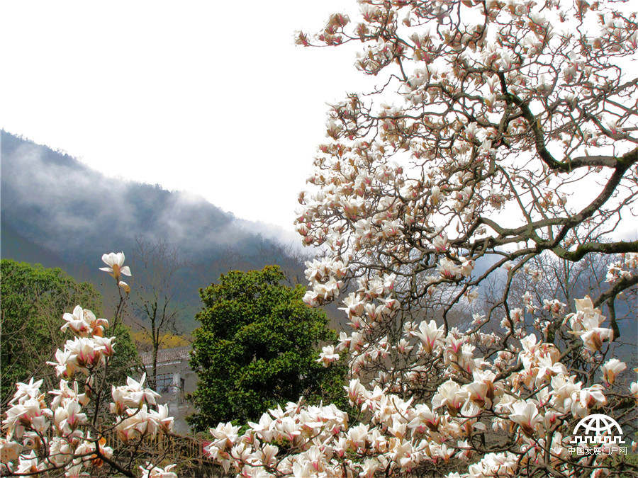 望春玉兰花，黄山早春一道风景线