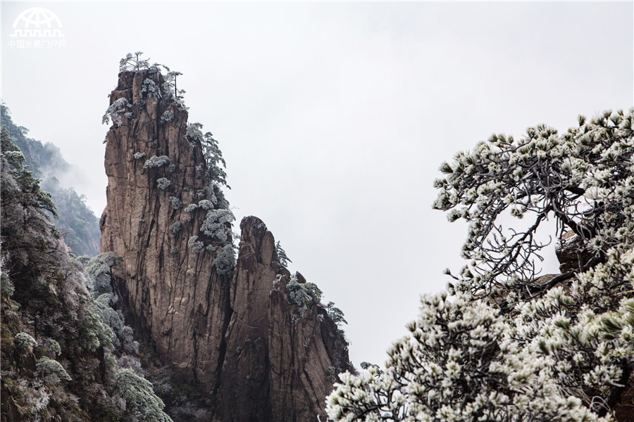 云海雾凇冰凌齐现 黄山初春美爆了！[组图]