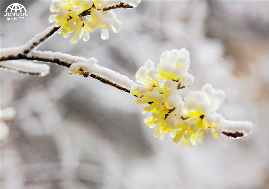 云海雾凇冰凌齐现 黄山初春美爆了！[组图]
