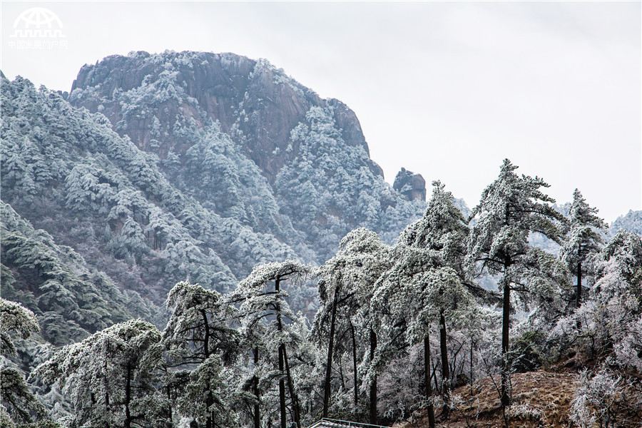 云海雾凇冰凌齐现 黄山初春美爆了！[组图]