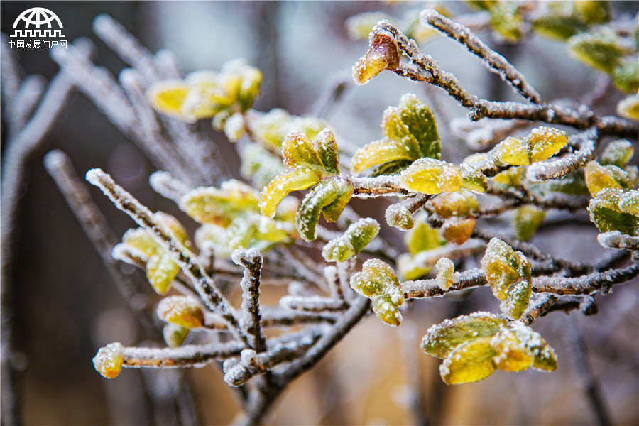 云海雾凇冰凌齐现 黄山初春美爆了！[组图]