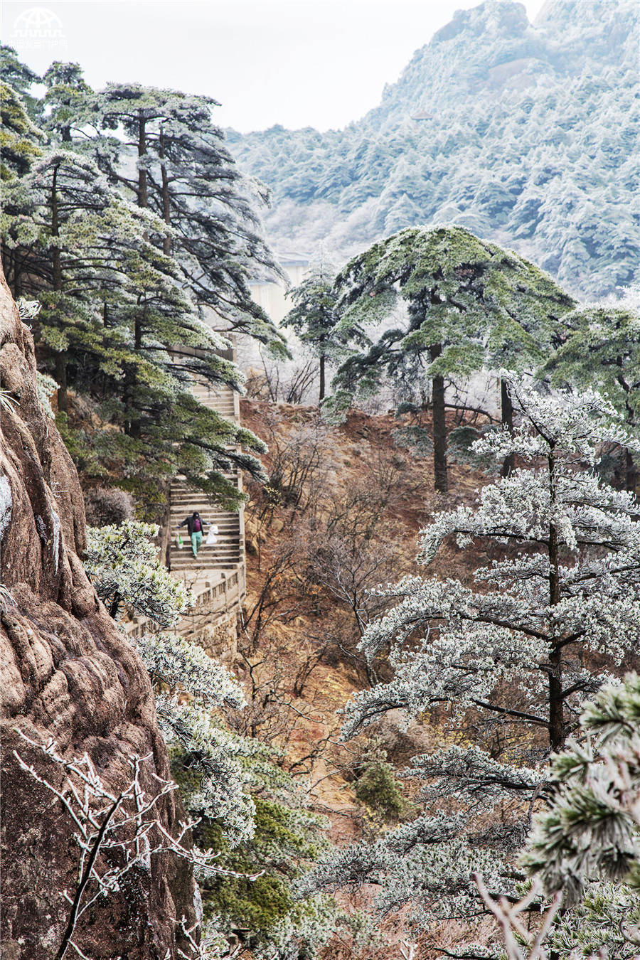 云海雾凇冰凌齐现 黄山初春美爆了！[组图]