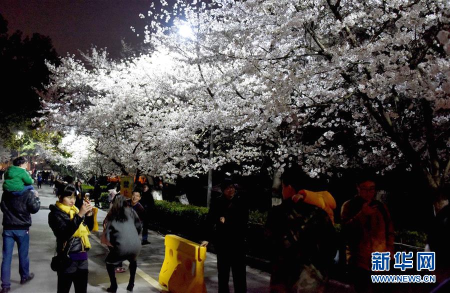 　3月10日，游客在武汉大学校园内夜赏樱花。新华社记者 郝同前 摄