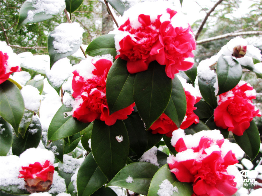 阳春三月雪落黄山