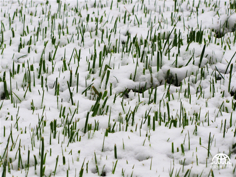 阳春三月雪落黄山