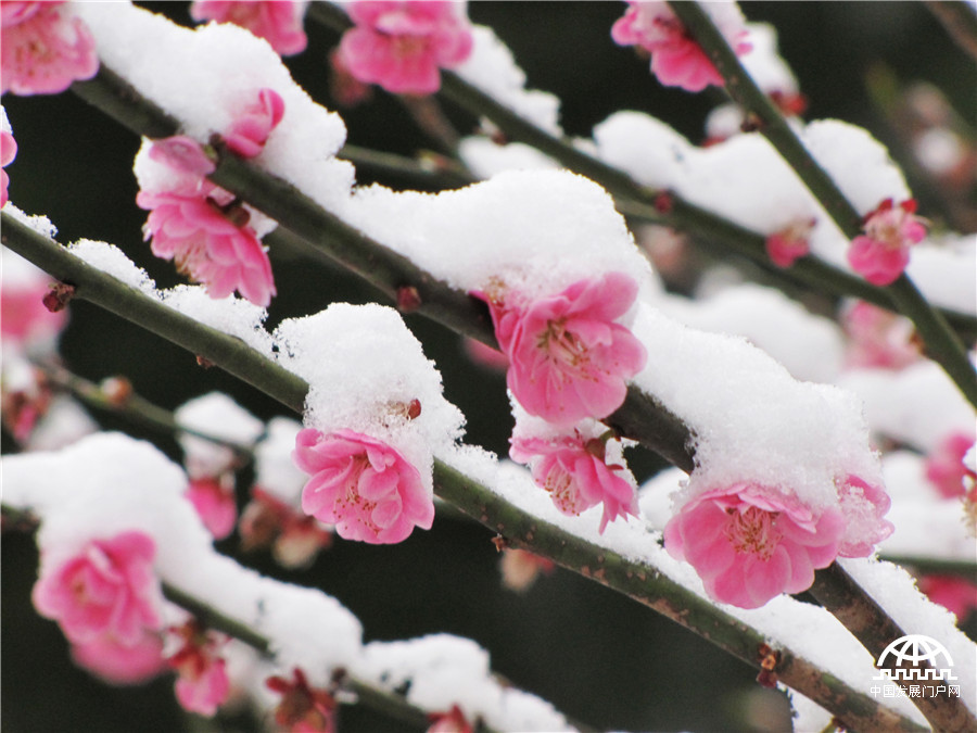 阳春三月雪落黄山