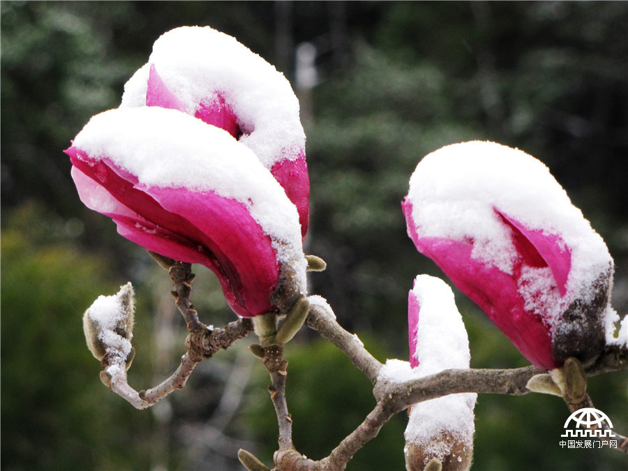 阳春三月雪落黄山