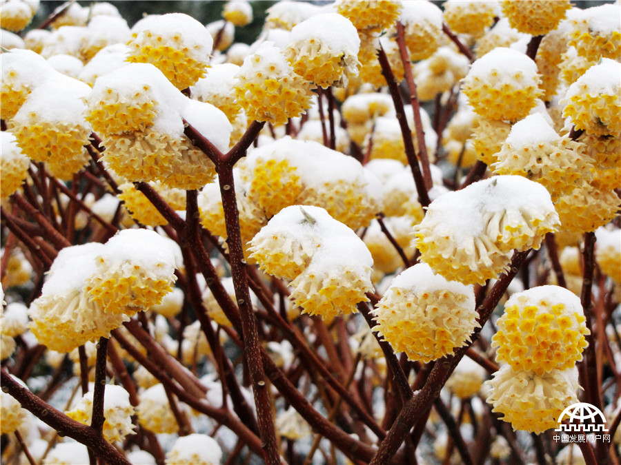 阳春三月雪落黄山