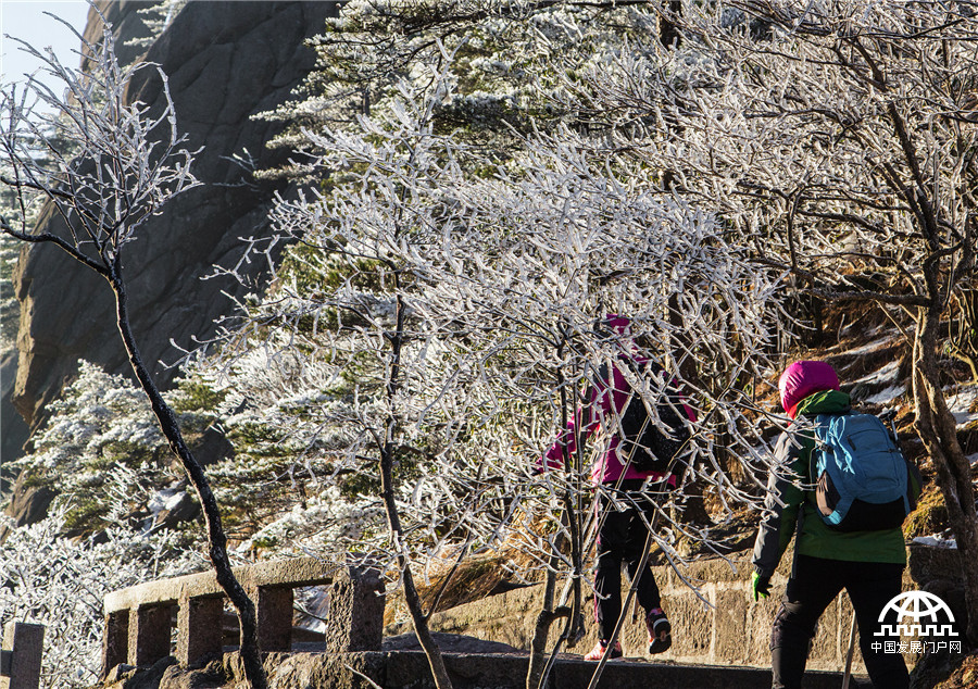 黄山雾淞美景醉游人