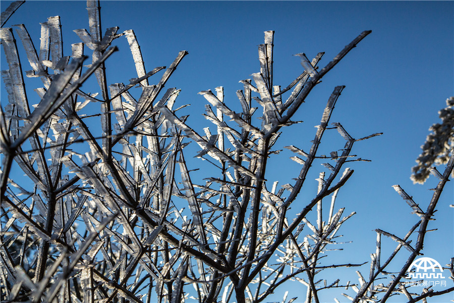 黄山雾淞美景醉游人