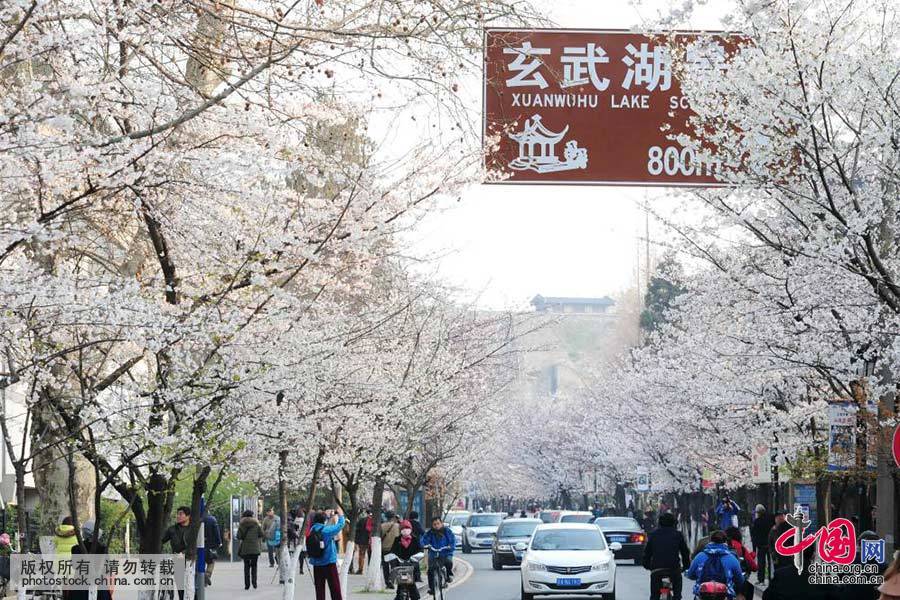 南京鸡鸣寺樱花进入最佳观赏期[组图]