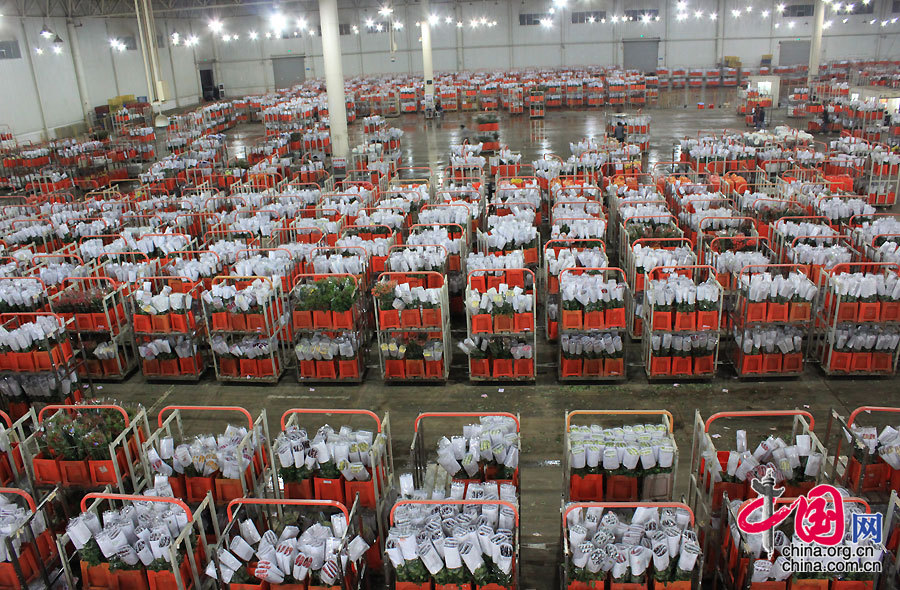 昆明国际花卉拍卖交易中心位于昆明市呈贡区的斗南镇，是全球第二大花卉拍卖市场。中国网/中国发展门户网 魏博 摄