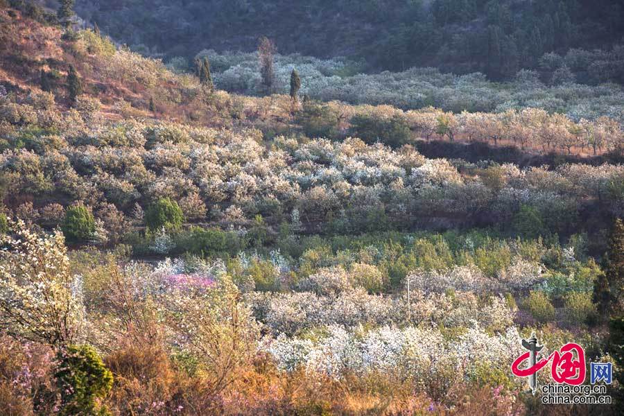 万溪冲绚丽花海扮靓呈贡新城
