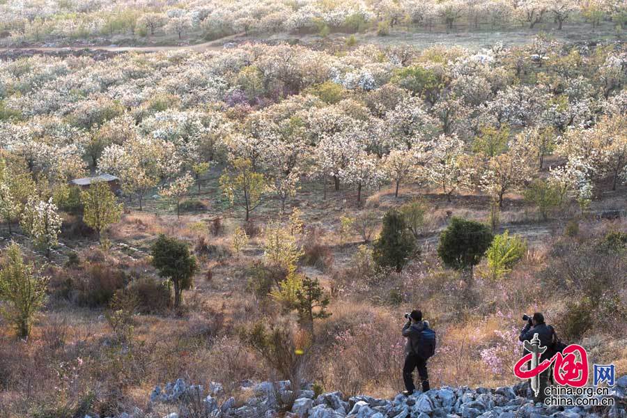 万溪冲绚丽花海扮靓呈贡新城