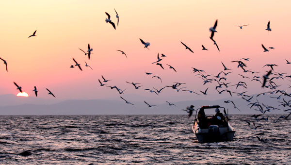 呈贡新区：高铁与鲜花竞艳 滇中明珠闪耀海上丝路