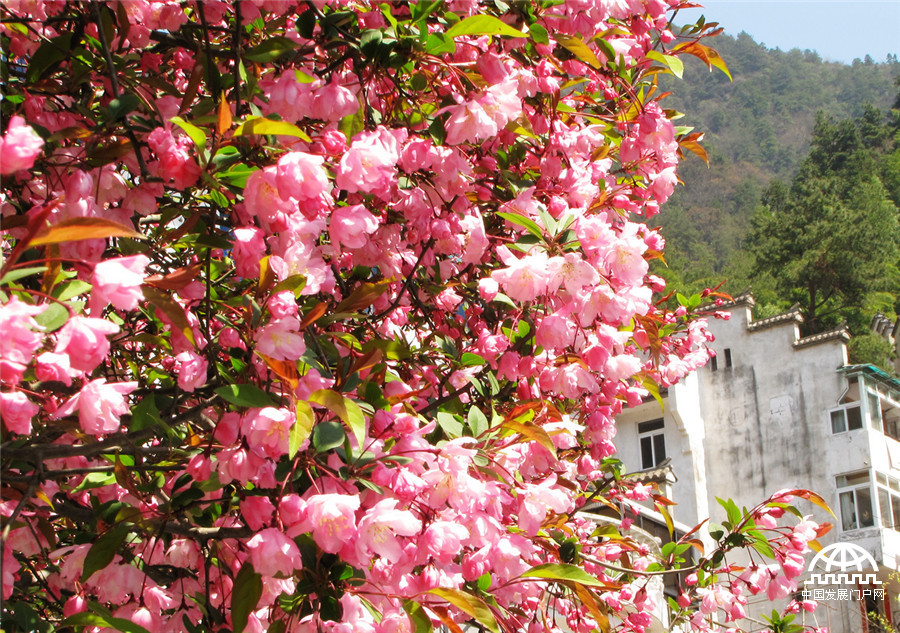 黄山紫云峰下海棠开