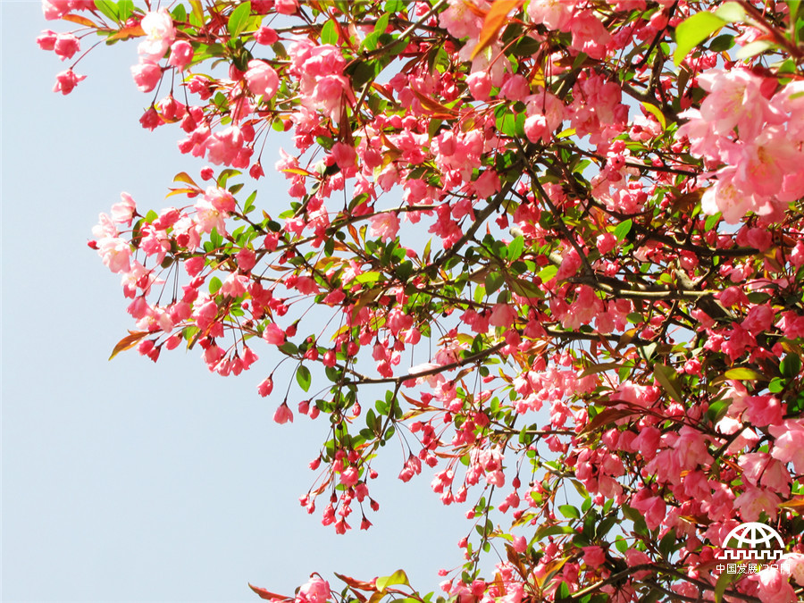 黄山紫云峰下海棠开