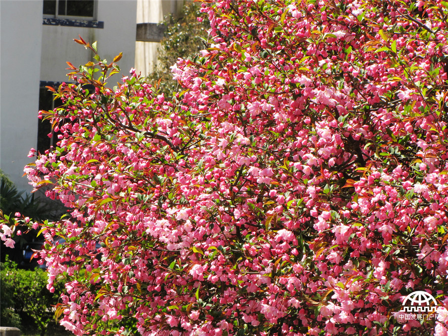 黄山紫云峰下海棠开
