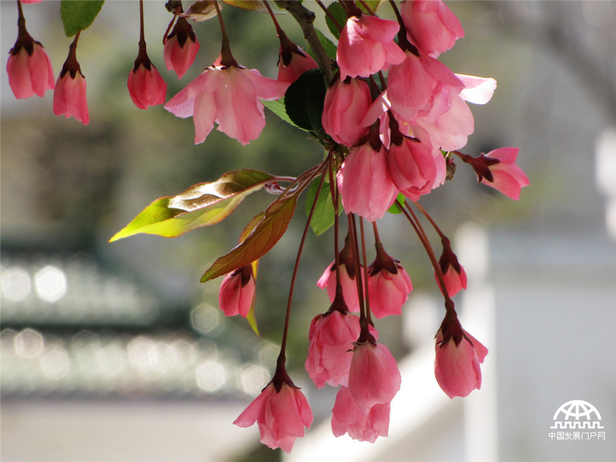 黄山紫云峰下海棠开