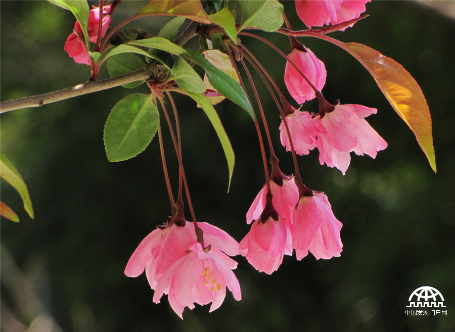 黄山紫云峰下海棠开