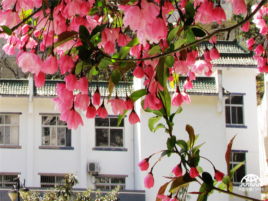 黄山紫云峰下海棠开