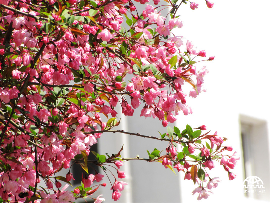 黄山紫云峰下海棠开