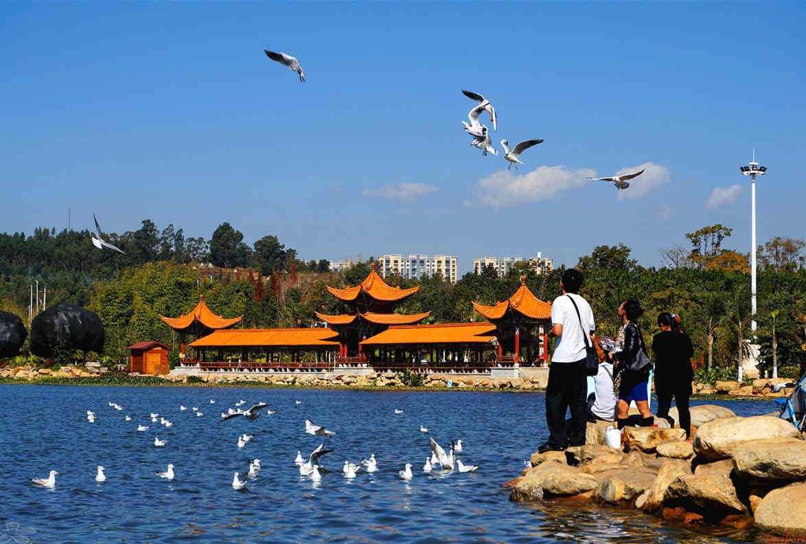 【生态呈贡】海鸥飞到洛龙公园