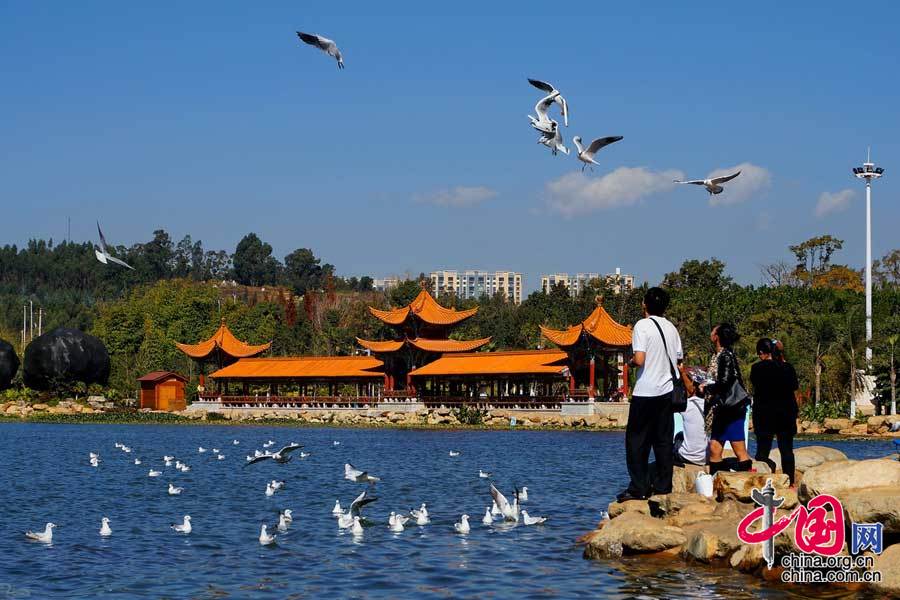 【生态呈贡】海鸥飞到洛龙公园