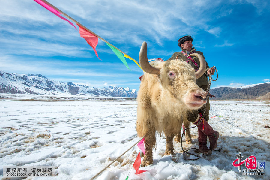 比赛分两组，每组人数10人左右。比赛开始前，由长者把无头羊放在草场中间