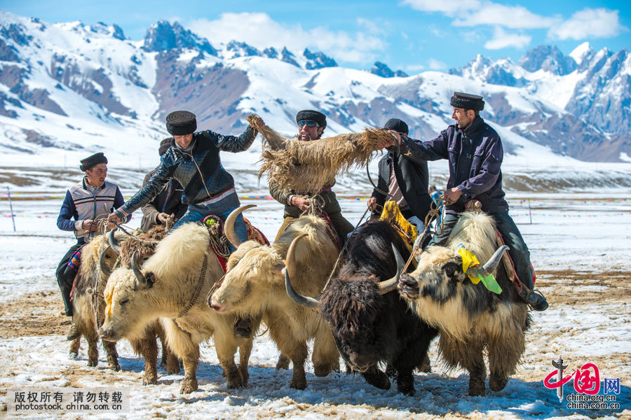 叼羊比赛是对一只小山羊展开争夺。与骑马叼羊不同，骑马叼羊要拼速度，而骑牦牛叼羊主要靠胆量。
