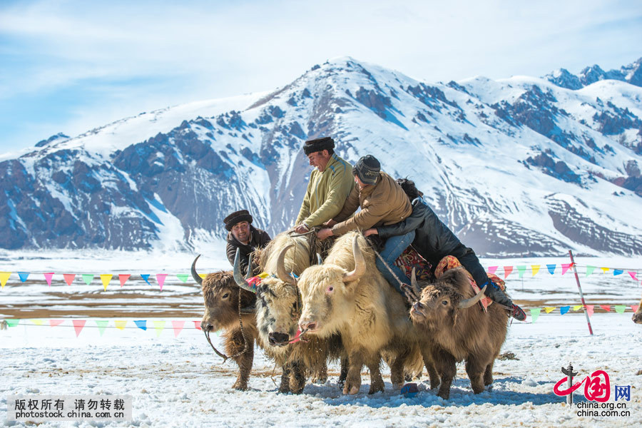 牦牛脾气倔强，性情暴烈，难以驯服。塔吉克族人玩牦牛比赛危险性大，骑手们时常会因激烈的碰撞而从牛背上摔落。但是，塔吉克族人特别勇敢，一次次的摔倒在地非但没有吓倒他们，反而更加能激起他们比赛的欲望