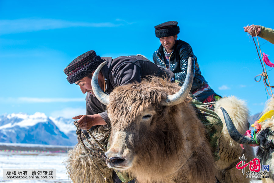 他们敢骑在牦牛背上以叼羊为乐，展开较量，足见他们的骁勇和胆量。中国网图片库 祁军 摄
