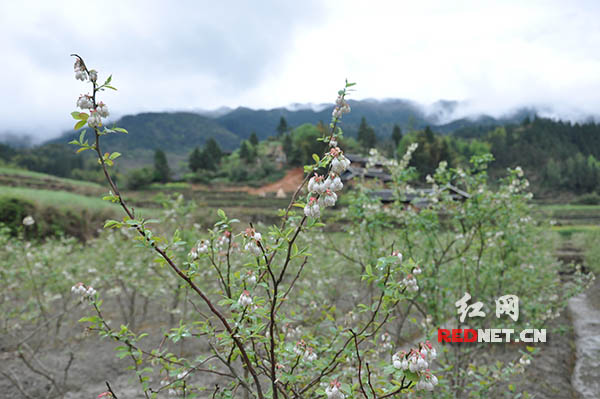五郎溪村去年移植的蓝莓树正开着花。