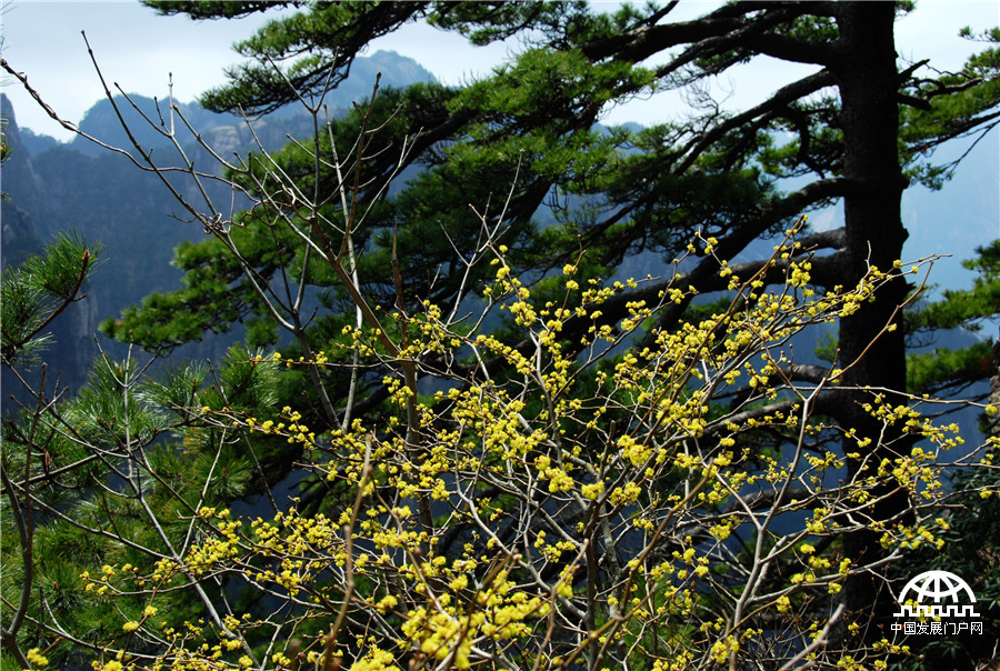春暖花开，到黄山去听那花开的声音