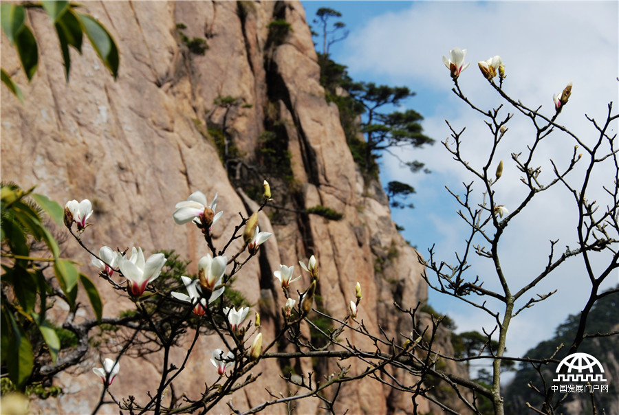 春暖花开，到黄山去听那花开的声音