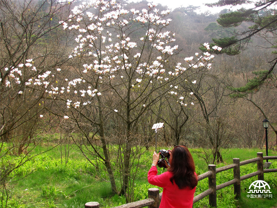 黄山之巅，正在怒放中的黄山木兰花