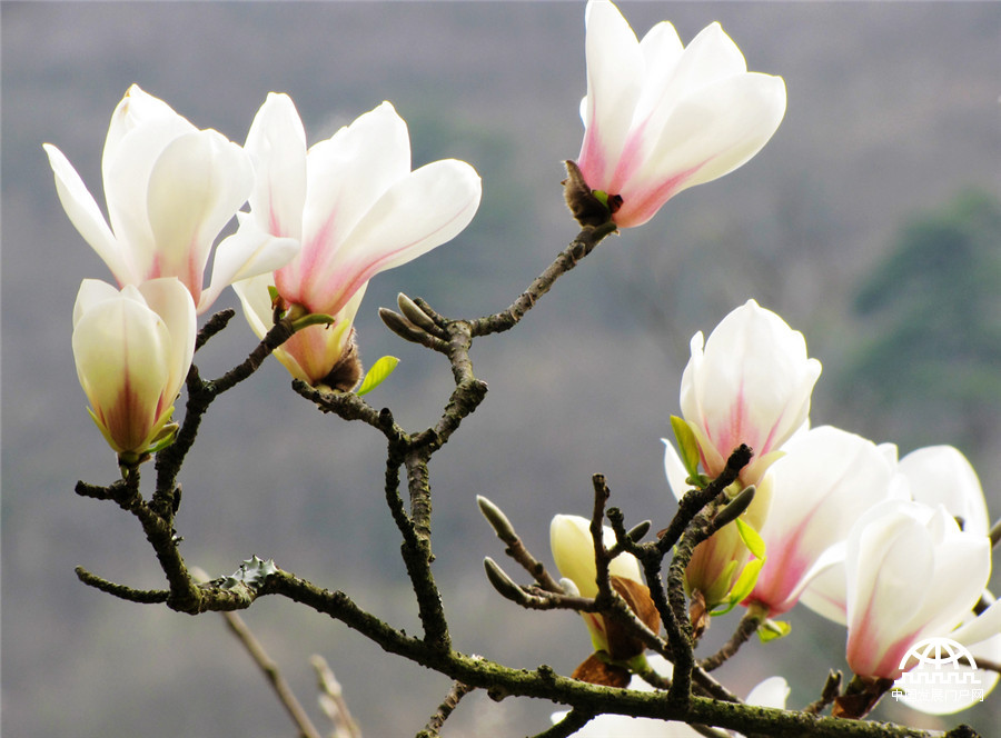 黄山之巅，正在怒放中的黄山木兰花