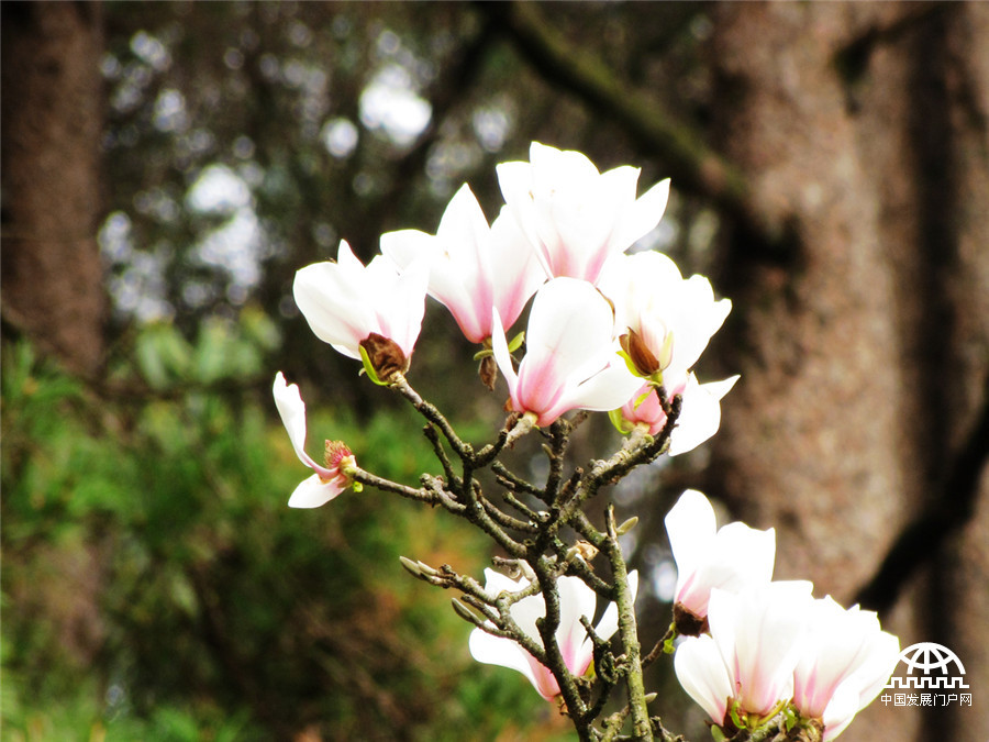 黄山之巅，正在怒放中的黄山木兰花