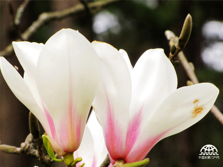 黄山之巅，正在怒放中的黄山木兰花