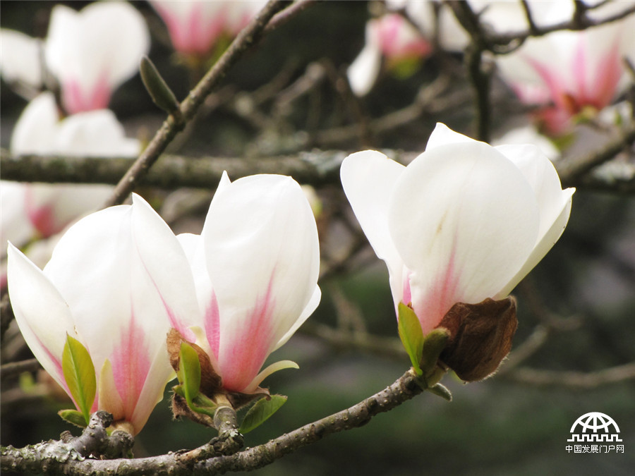 黄山之巅，正在怒放中的黄山木兰花