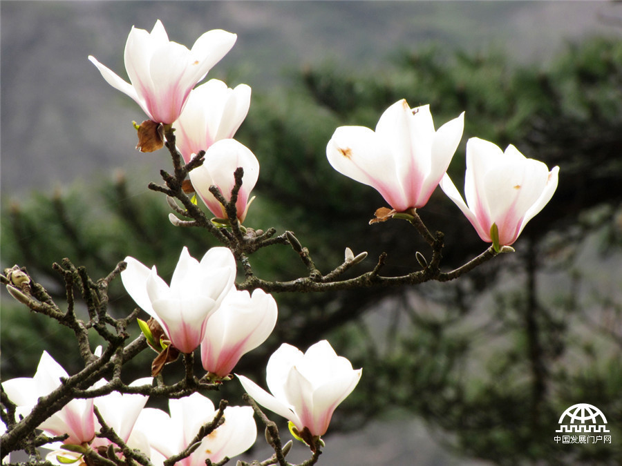 黄山之巅，正在怒放中的黄山木兰花