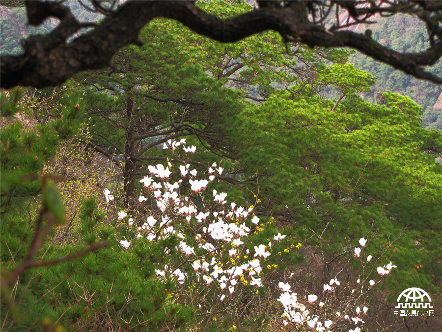 黄山之巅，正在怒放中的黄山木兰花