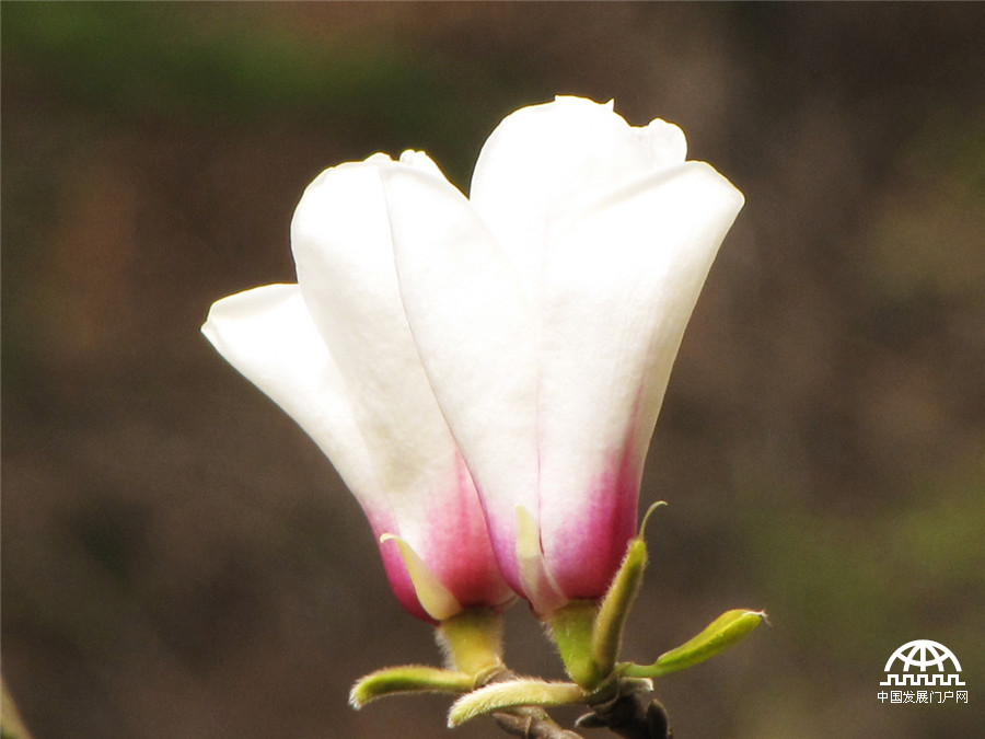 黄山之巅，正在怒放中的黄山木兰花