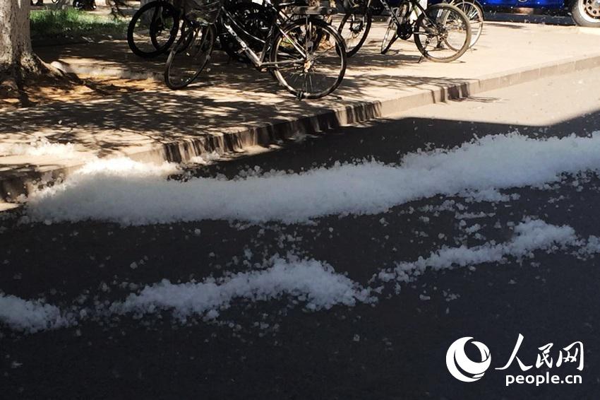 4月9日，中国人民大学，地上堆积如雪的毛絮。高媛 摄