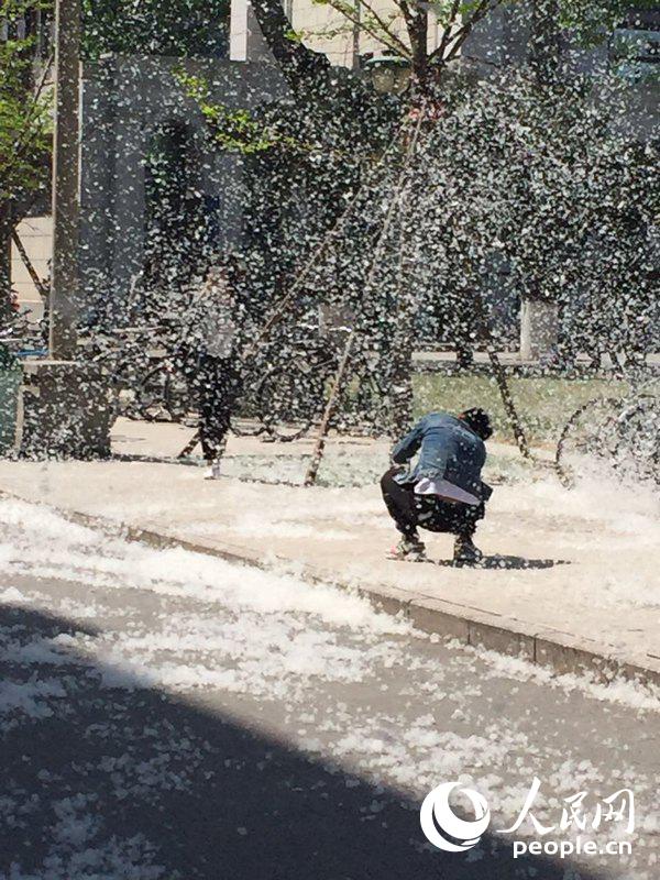 4月9日，中国人民大学，如“鹅毛”般漫天的柳絮。高媛 摄