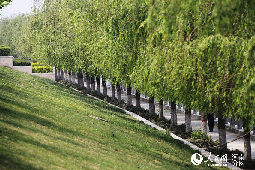 郑州东风渠边的垂柳。慎志远 摄