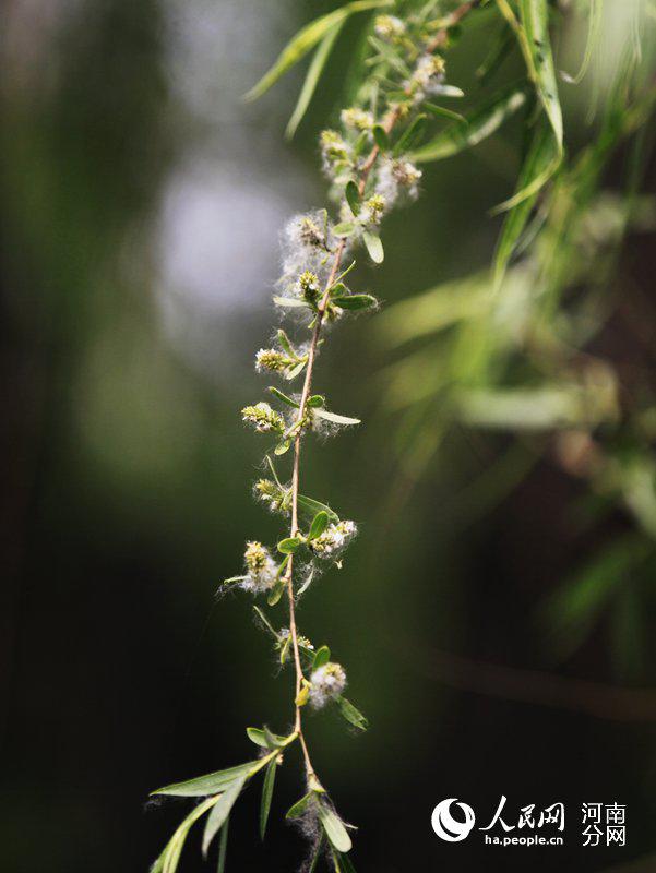 长满柳絮的柳枝。慎志远 摄